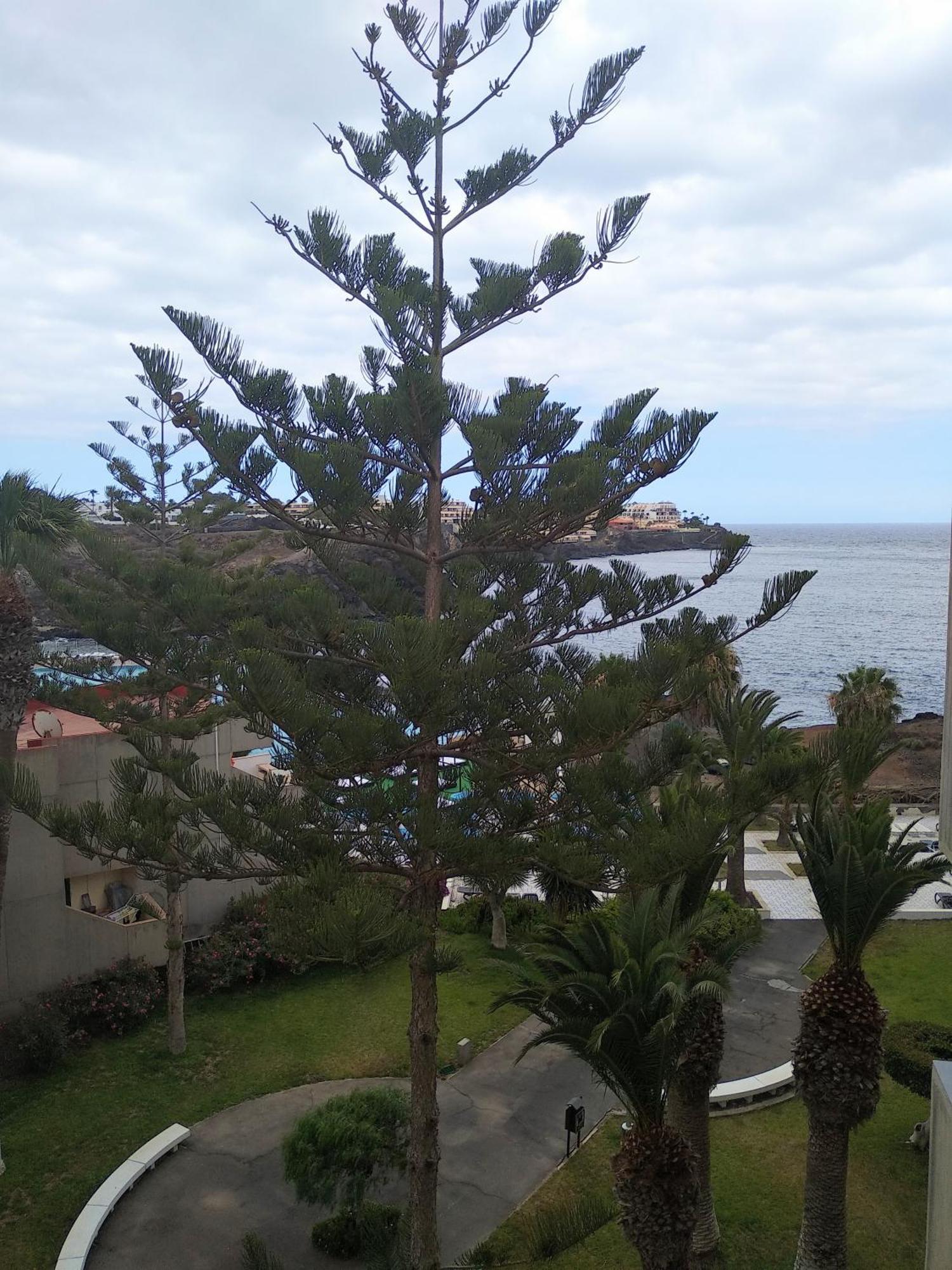 Garden View Apartment In Las Galletas Arona  Εξωτερικό φωτογραφία